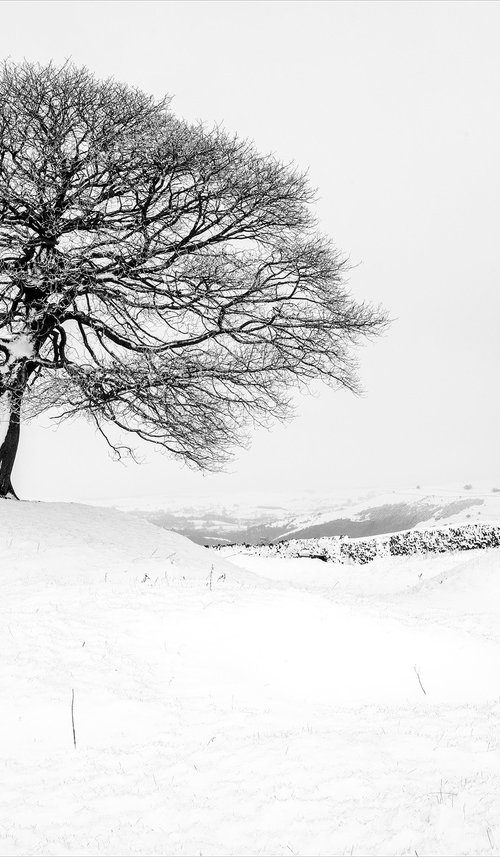 The Peak Tree - Grindon by Stephen Hodgetts Photography