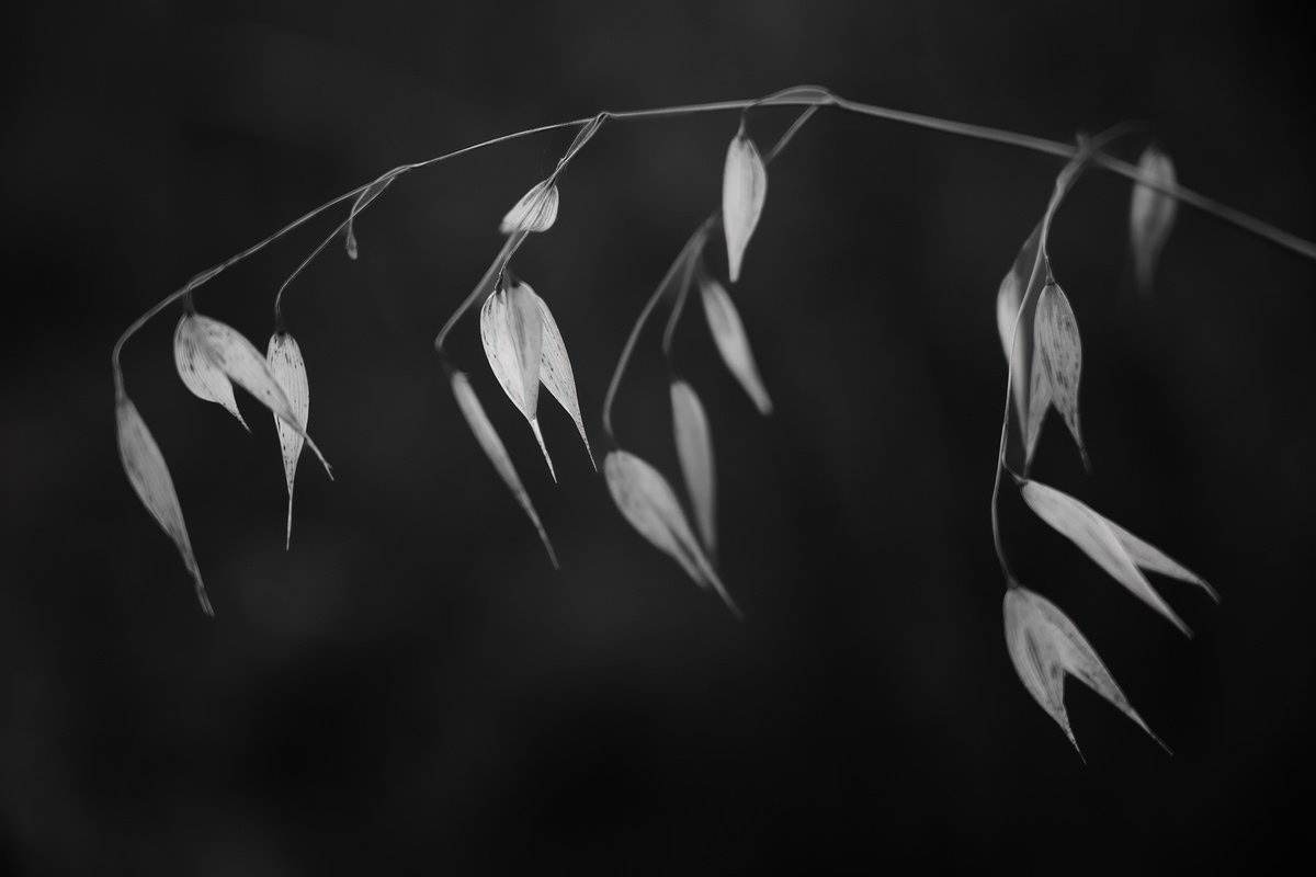 Botanical Photograph By Tal Paz-Fridman, 33 X 24", In Light Of Current Events Ii, Original Artwork