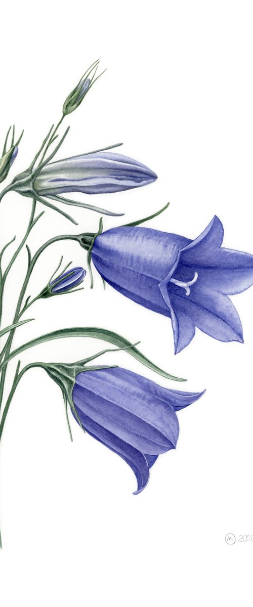 Blue Campanula by Yuliia Moiseieva