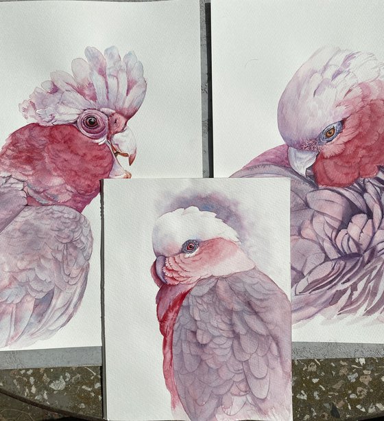 Portrait of Pink Galah Cockatoo in Sunlight