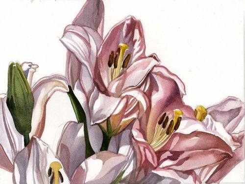 pink lilies watercolor floral by Alfred  Ng