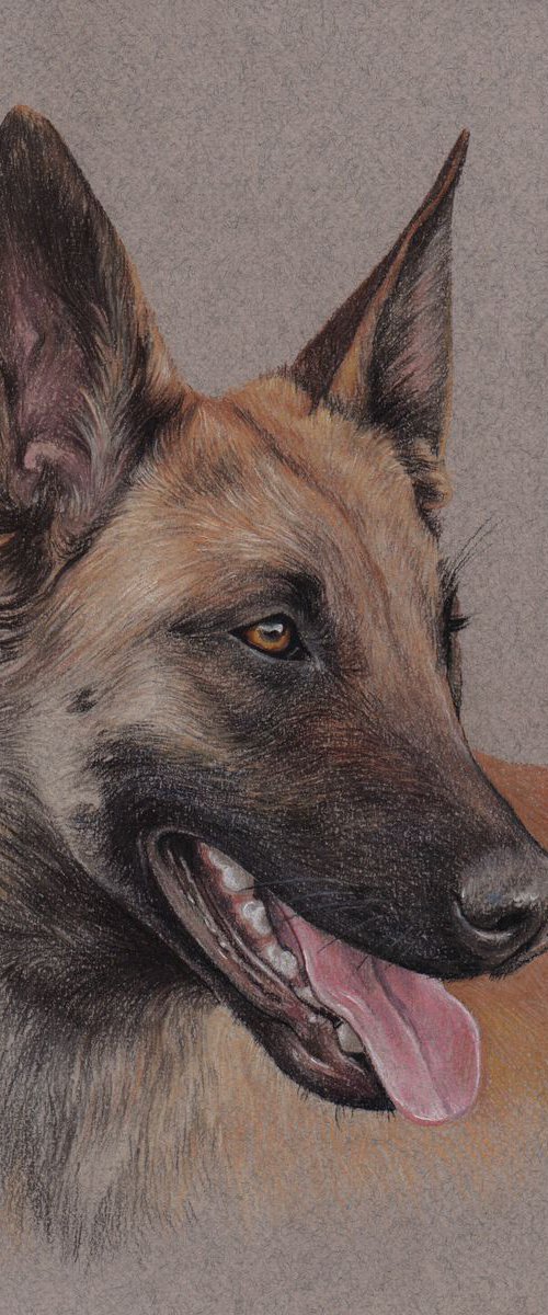 Malinois. Pastel portrait of belgian shepherd by Olga Tsvetkova