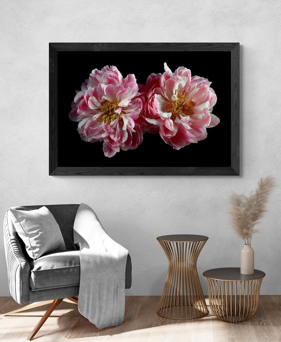 Two Pink Peonies