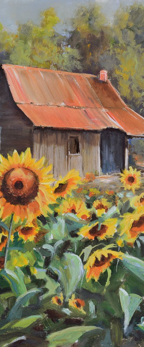 Old cabin with sunflower yard by Lucia Verdejo