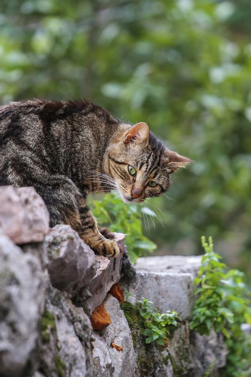 Pretty cat by Nikola Lav Ralevic