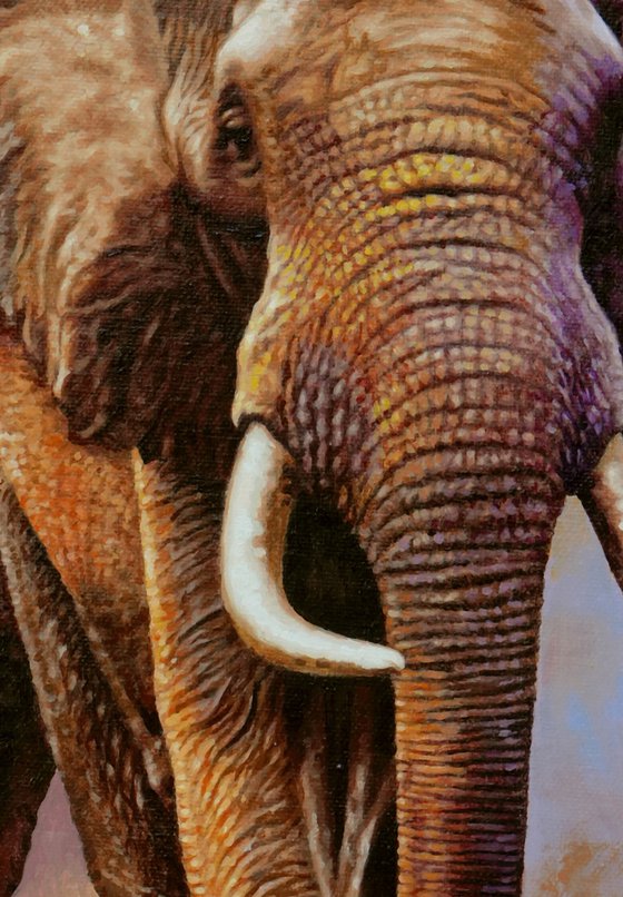 Wild Elephants 2