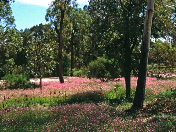 Everlastings in Kings Park