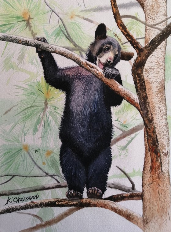 Bear-cub on a branch