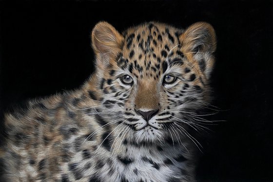 Amur Leopard Cub