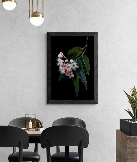 Corymbia Snowflake Gum