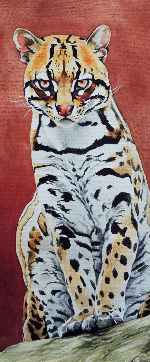 Ocelot the cat by Kakajan Charyyev
