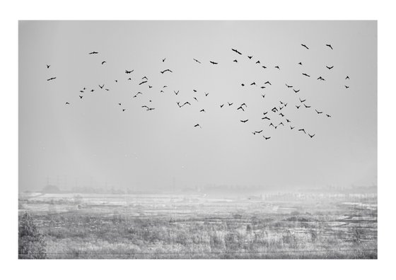 Midwinter #9 Limited Edition #1/25 Fine Art Photograph of Bare Winter Trees and Birds Flying