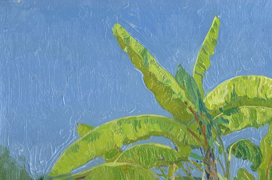 Banana trees. Belek