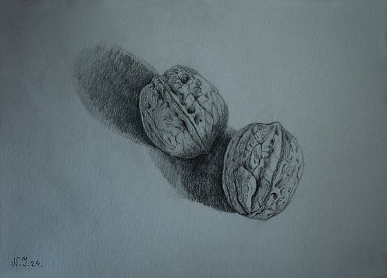 Wallnut Still Life I