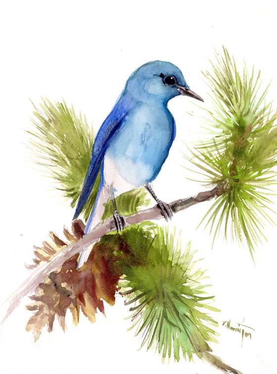 Moutnain Bluebird