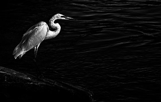 Silent Sentinel by the Waters