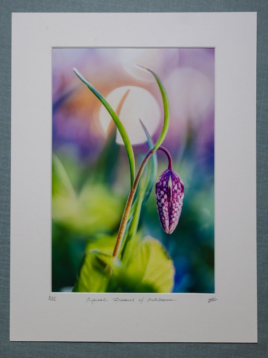 Surrealistic Botanical Photograph By Inna Etuvgi, 12 X 16, Tropical Dreams Of Fritillaria, Original Artwork