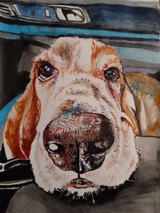 Bassethound