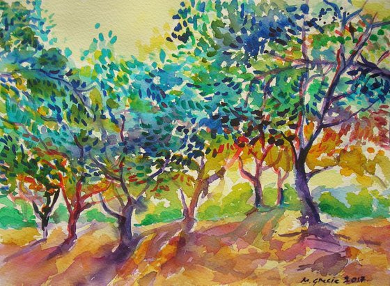 Sun in olive orchard