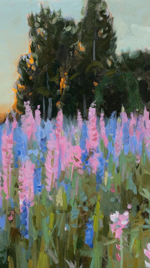 Lupine evening by Alexey Pleshkov