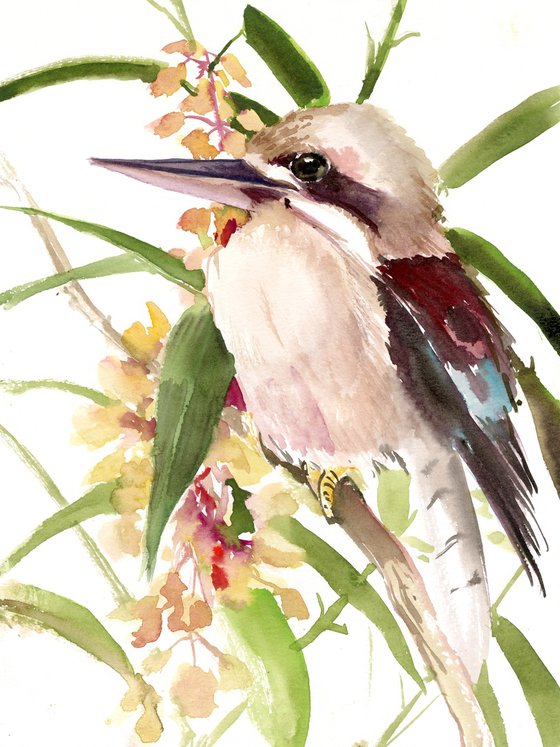 kookaburra bird