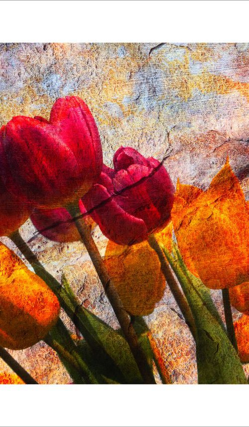 Stone Tulips by Martin  Fry