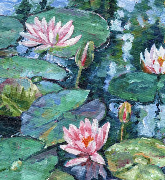 Water Lilies on the Pond