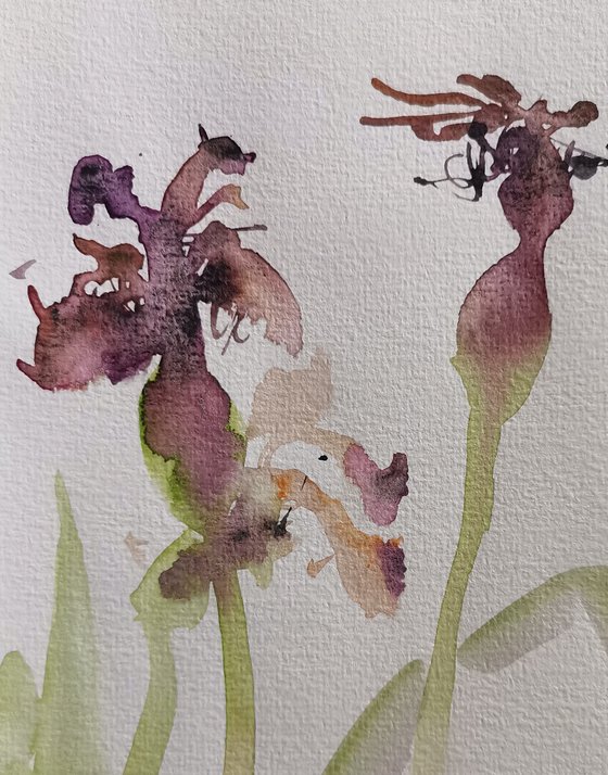 Wild iris. #2
