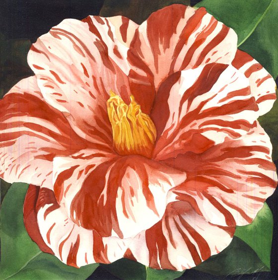 spring camellia