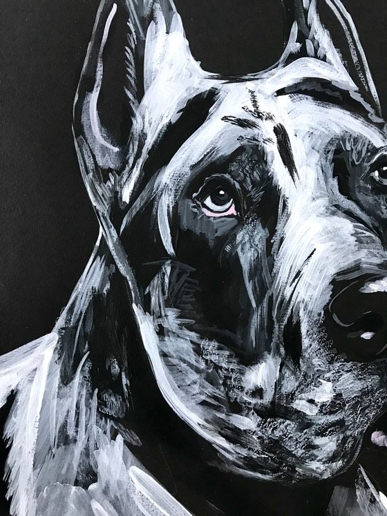 Great Dane 2 black and white, dog portrait