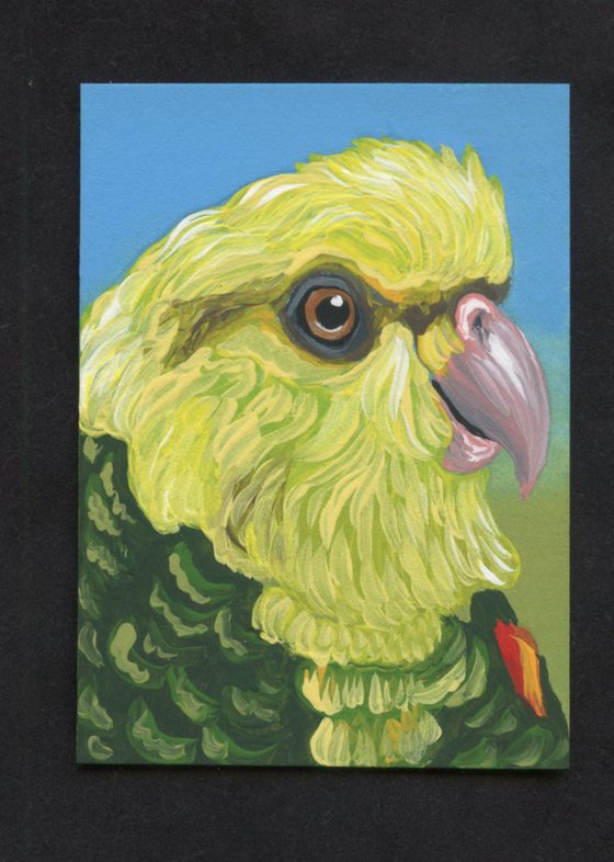 ACEO ATC Original Painting Yellow Head Amazon Parrot Bird Art-Carla Smale