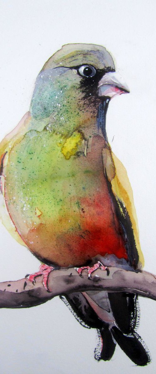 Hawfinch, en face by Violeta Damjanovic-Behrendt