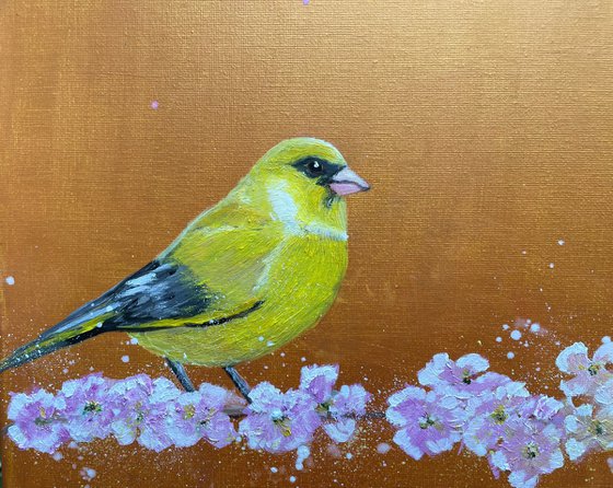 Greenfinch on cherry blossom
