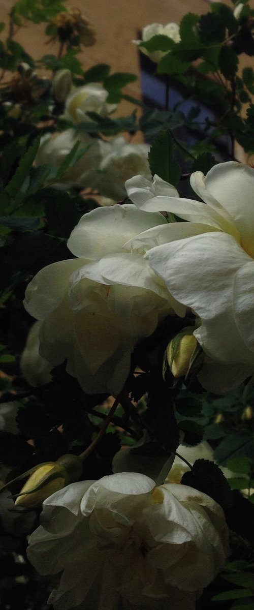 white dog-rose by Artem Korenuk