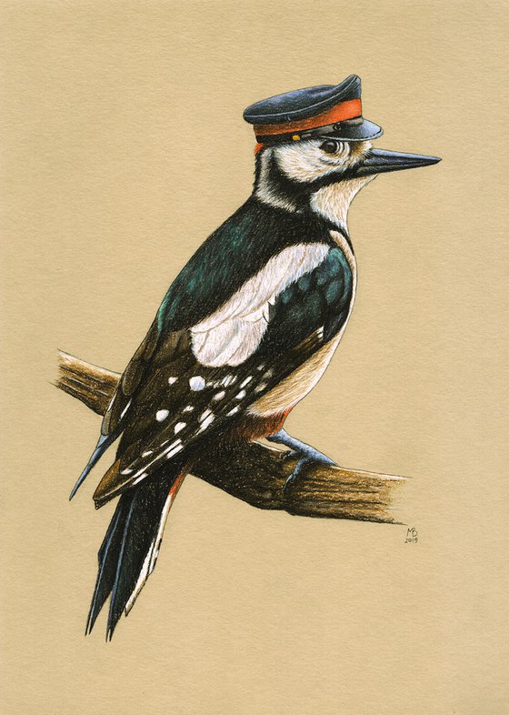 Original pastel drawing bird "Great spotted woodpecker"