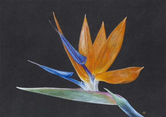 Original pastel drawing "Bird of paradise"