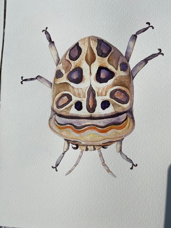 Picasso beetle in the sun's rays like a living canvas demonstrates nature's creativity in bright bronze colour