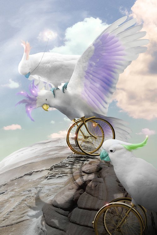 Birdcycle by Vanessa Stefanova
