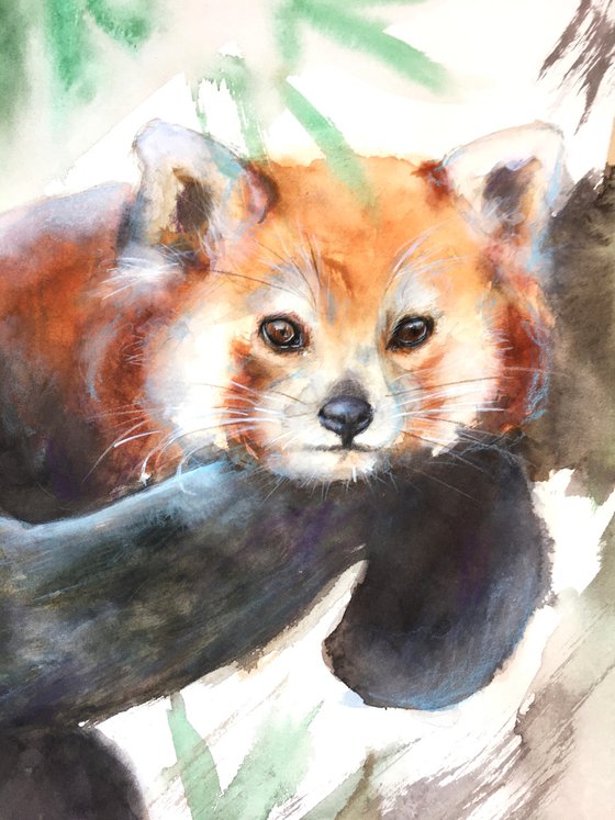 Red Panda