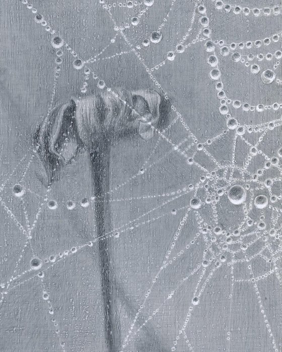 Spiderweb: Crystal Lace