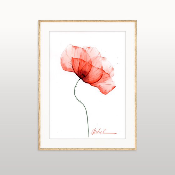 A red Poppy