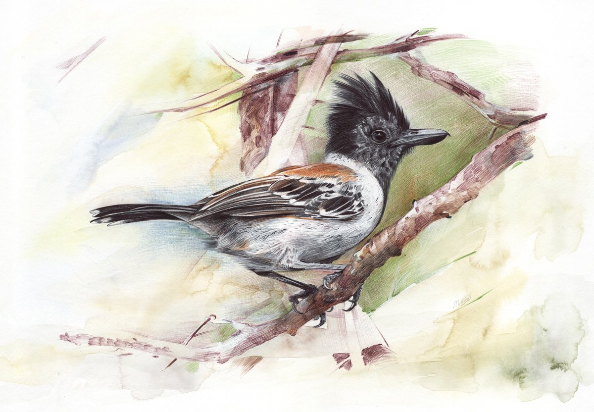 Photorealistic Animal Drawing By Daria Maier, 14 X 10, Black-Crested Antshrike, Original Artwork