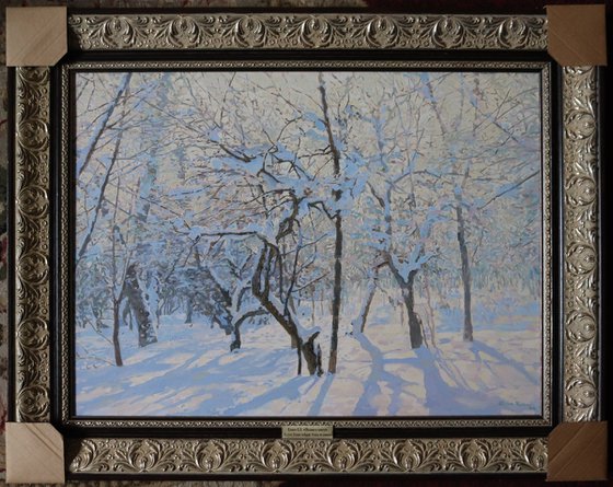 Apple Trees Covered in Snow