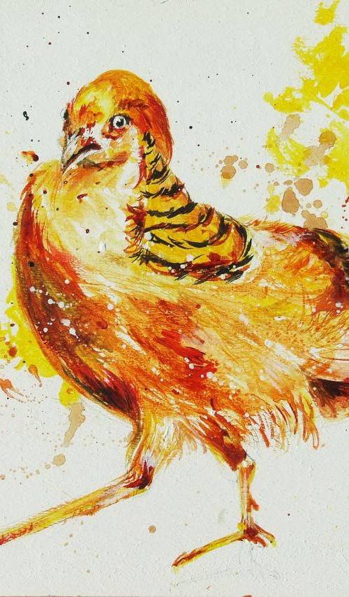 Original Watercolour painting of Ghigi Pheasant by Anna Sidi-Yacoub