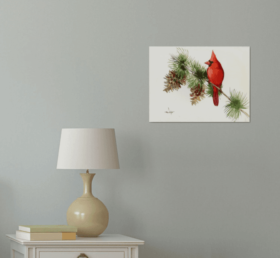 Cardinal Bird on Pine Tree