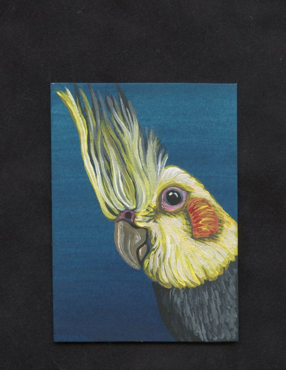 ACEO ATC Original Painting Cockatiel Pet Bird Art-Carla Smale