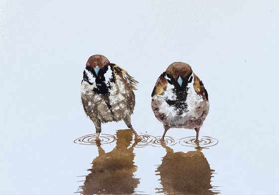 Birds. A Pair of Wild sparrows