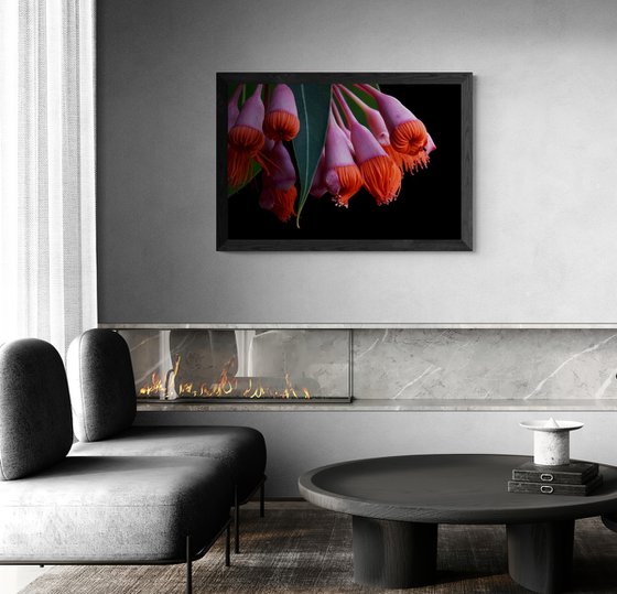 Corymbia Ficifolia Baby Orange