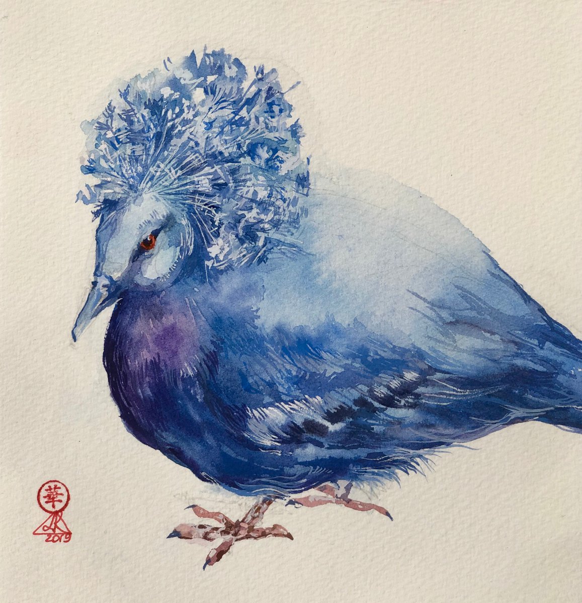 Australian Blue Crested Pigeon by Larissa Rogacheva