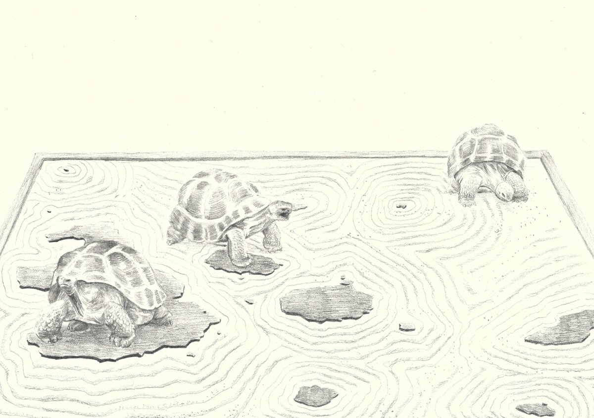 Giant Galapagos Tortoises by Joshua Daniels